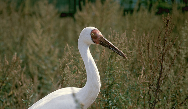 Photo: White Crane from the Red Book