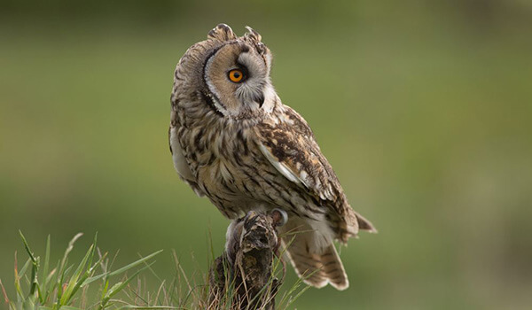 Photo: Long-eared Owl