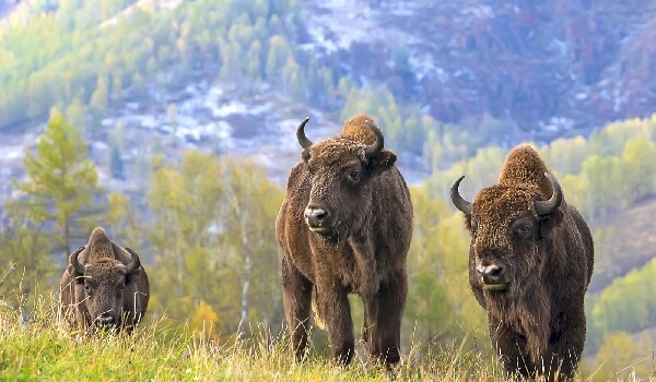 Photo: Bison Reserve