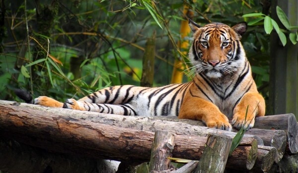 Foto: Animal tigre malayo