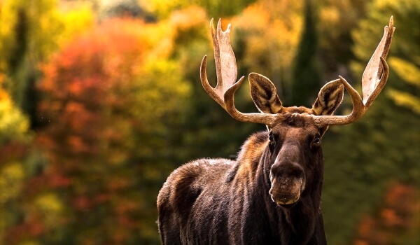 Foto: Wild Moose