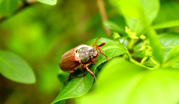 Photo: Maybug in Spring