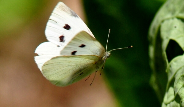 Photo: Cabbage Butterfly