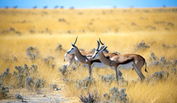 Foto: Springbok-antilope 