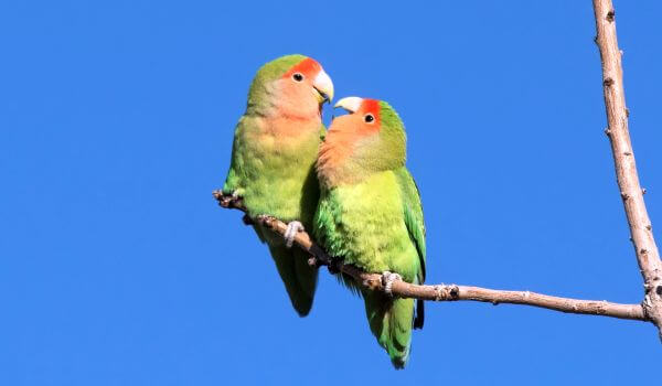 Photo: Pair of lovebirds