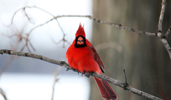 Photo: Cardinal Red