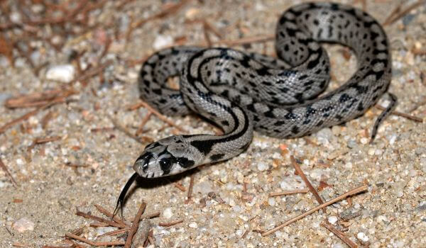 Photo: Patterned snake from the Red Book