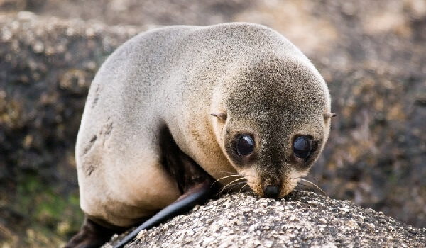 Photo: Eared seal from the Red Book
