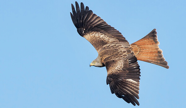 Photo: Red kite