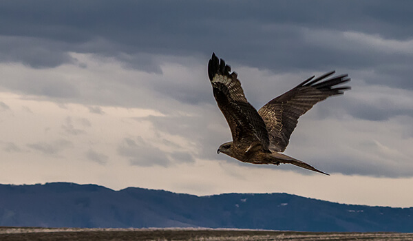 Photo: Black kite in the sky