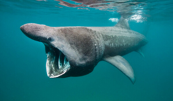 Photo: Giant shark in the sea