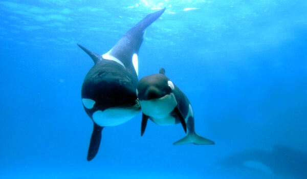 Foto: Cría de orca