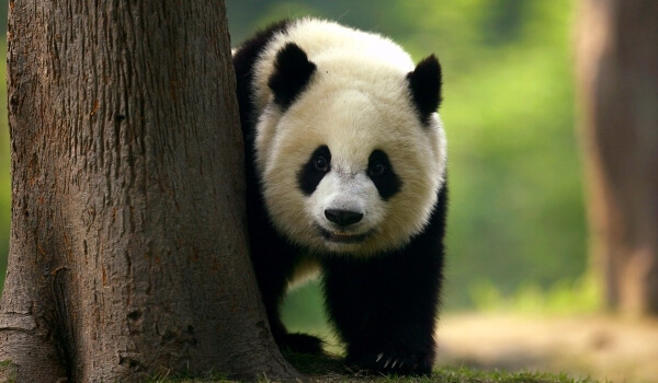 Foto: Kæmpe hvid panda