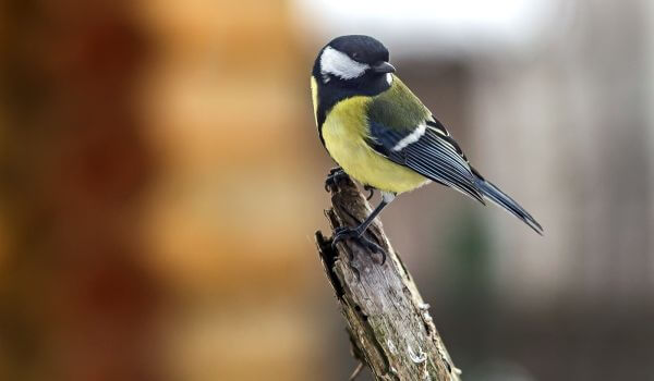 Photo: Tit in Moscow