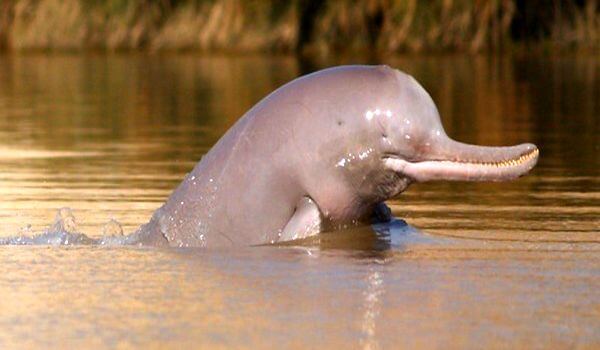 Foto: Red Book River Dolphin