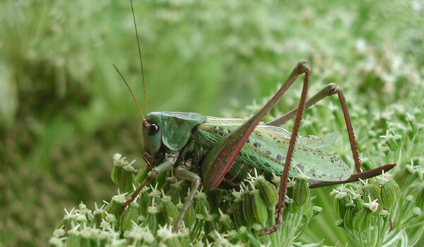 Foto: Grasshopper