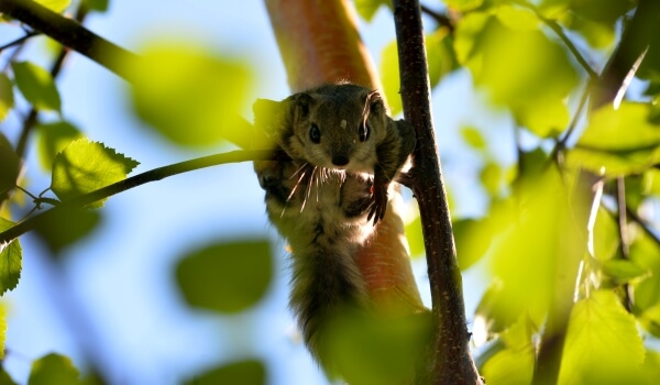 Foto: Flying Equirrel