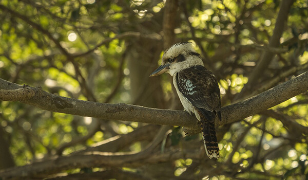 Foto: Pássaro noturno kookaburra