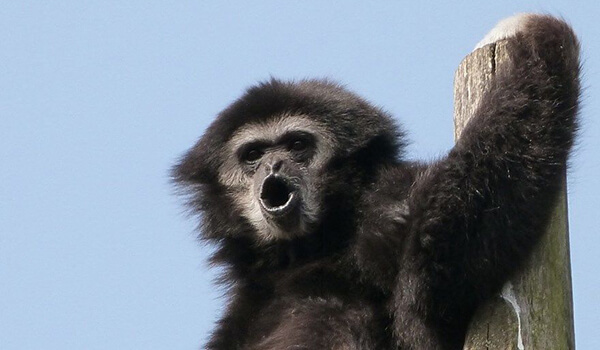 Photo: Gibbon