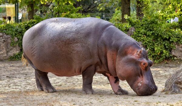 Foto: Grote Nijlpaard
