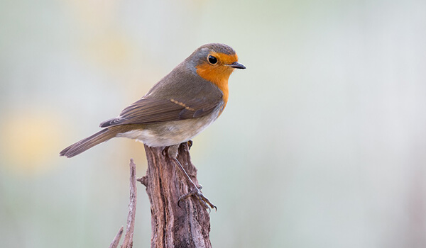 Photo: Robin in nature