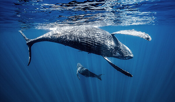 Foto: Cómo se ve la ballena jorobada