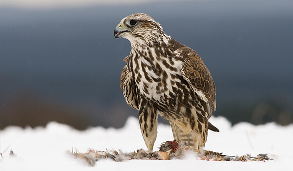 Foto: Saker Falcon in Winter