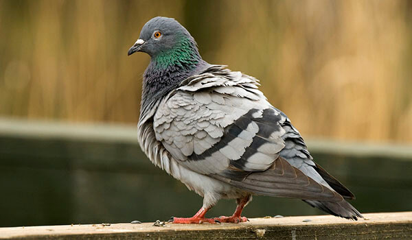 Photo: Rock Pigeon