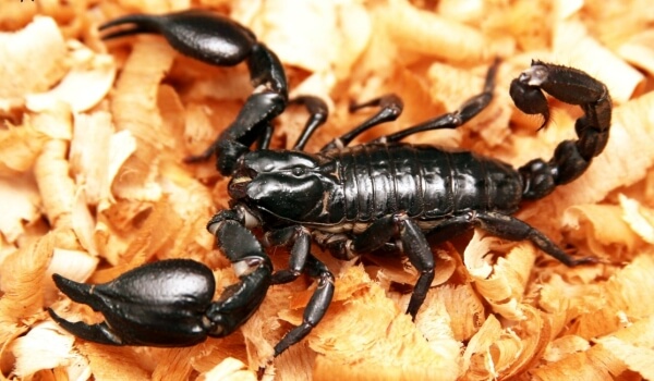 Photo : Photo tropicale : scorpion empereur