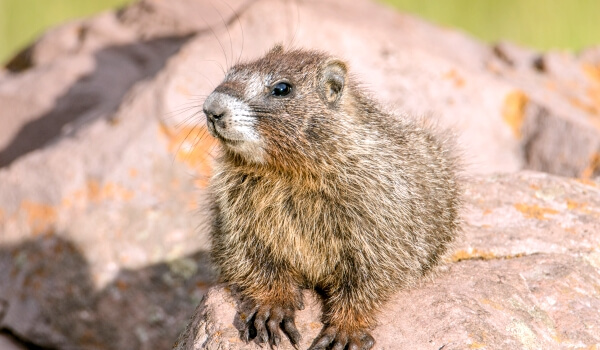 Población de marmotas