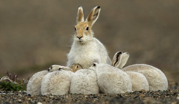 Breeding hare