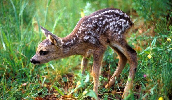 Photo: Roe deer calf