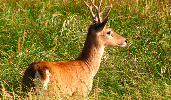 Photo: Pampas deer