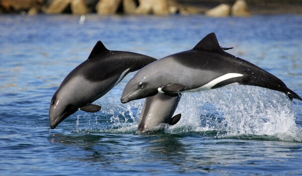 Photo: White-faced Dolphins