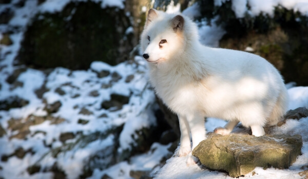 Photo: Arctic fox from the Red Book