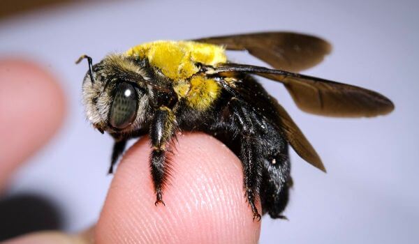 Photo: Carpenter Bee