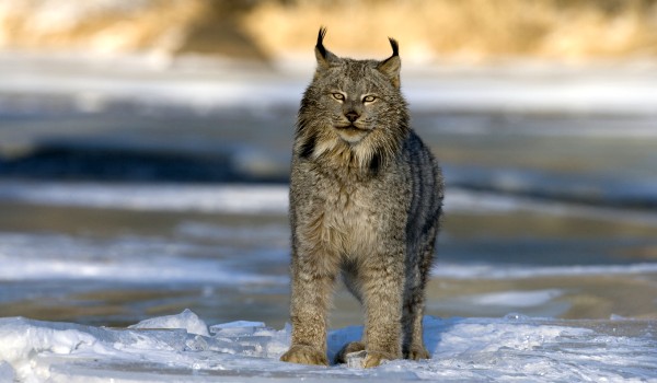 Foto: Predatório Canada Lynx