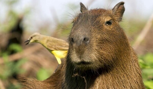 Photo : Capybara 