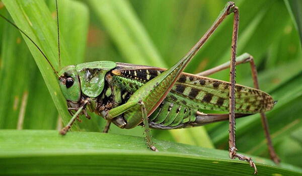 Photo: Big Grasshopper