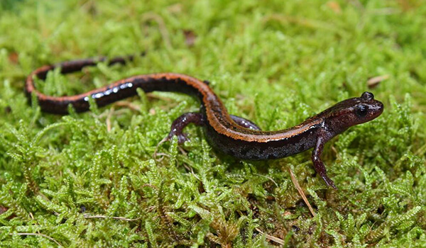 Photo: Salamander in nature