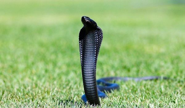Foto: cobra mamba negra