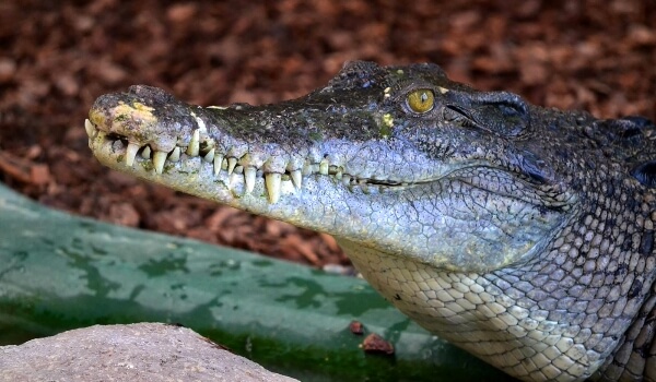 Foto: Saltet krokodille
