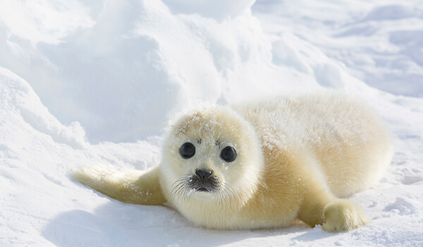 Photo: Little Fur Seal