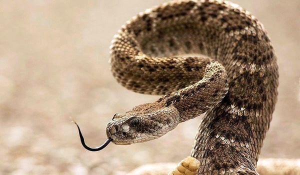 Photo: Rattlesnake