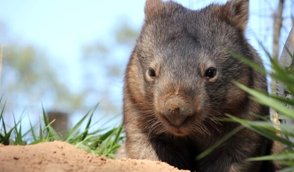Foto: Rød bog Wombat