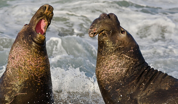 Photo: What elephant seals look like