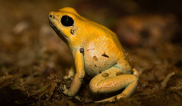 Photo: Terrible Leaf Climber Frog
