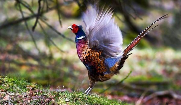 Foto: Pheasant Bird