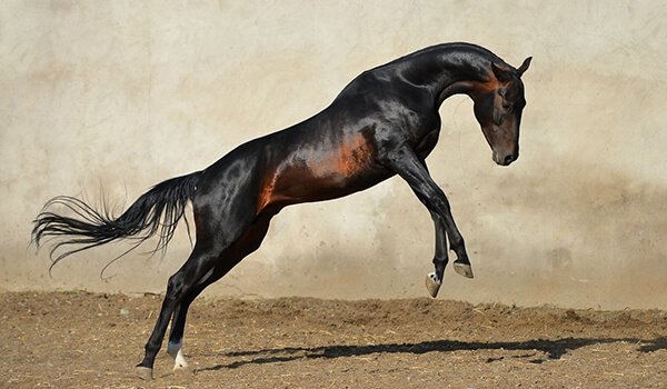 Photo: Akhal-Teke horse in Russia