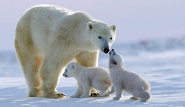 Photo: Polar Bear Cubs
